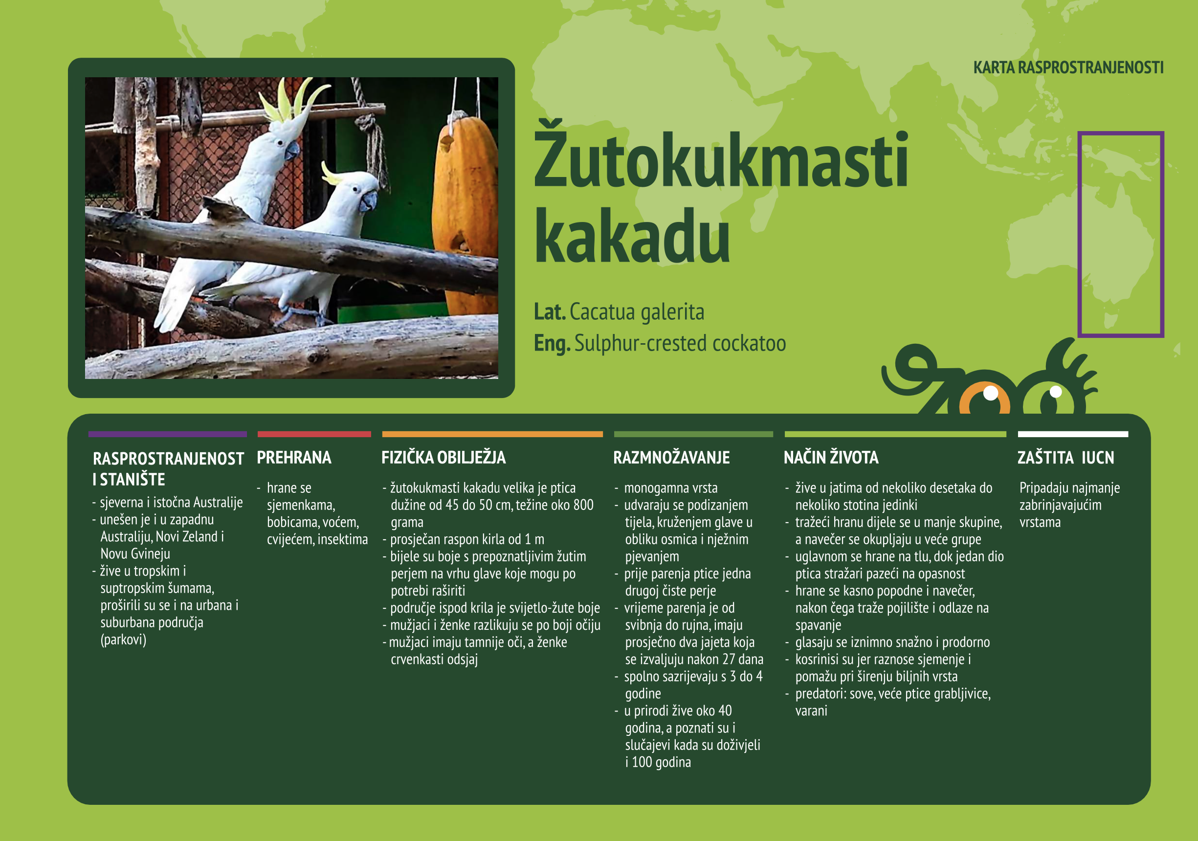 Žutokukmasti kakadu